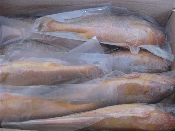 進(jìn)口韓國海鮮報關(guān)這些你是要知道的 進(jìn)口韓國海鮮報關(guān)這些你是要知道的