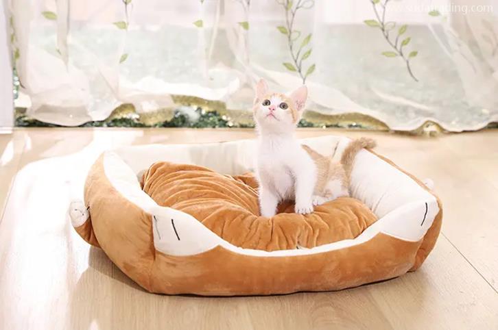 歐洲寵物用品進(jìn)口報關(guān)歸類編碼 歐洲寵物用品進(jìn)口報關(guān)歸類編碼