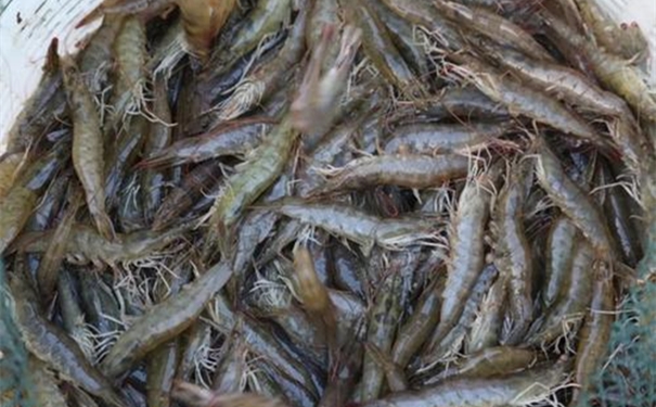 伊朗對(duì)蝦進(jìn)口報(bào)關(guān)注意事項(xiàng)及其相關(guān)的流程