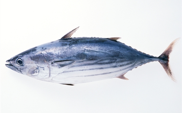 進(jìn)口凍大眼金槍魚報(bào)關(guān)有哪些需要注意的地方 進(jìn)口凍大眼金槍魚報(bào)關(guān)有哪些需要注意的地方