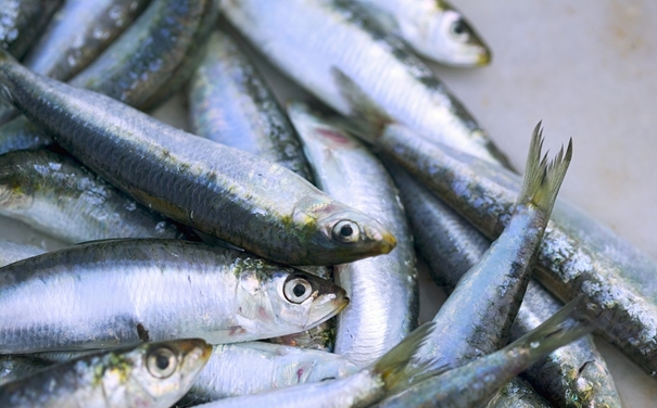 進口沙丁魚報關(guān)代理所需資料以及進口商所需資質(zhì)