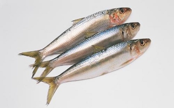 進口沙丁魚報關(guān)代理所需資料以及進口商所需資質(zhì)