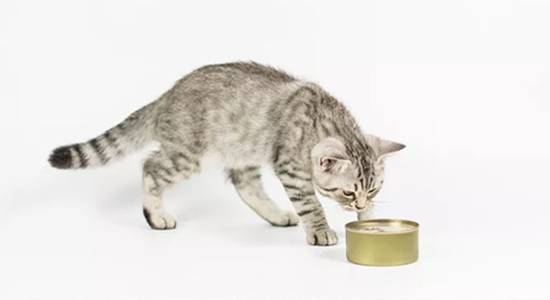 廈門進(jìn)口寵物食品報關(guān)需要提供什么資質(zhì)以及資料