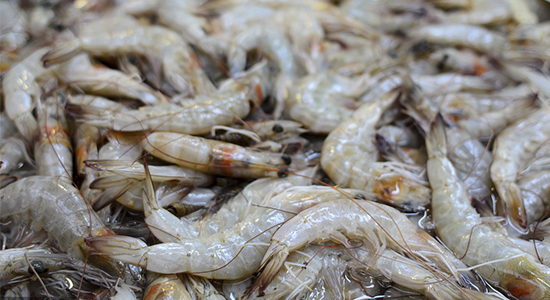 厄瓜多爾白蝦進(jìn)口清關(guān)的流程往這里看 厄瓜多爾白蝦進(jìn)口清關(guān)的流程往這里看