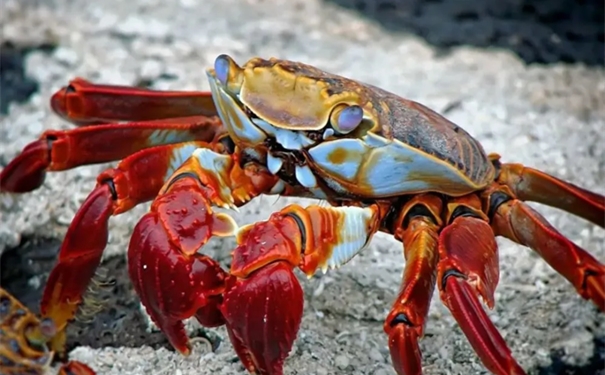 進口鮮活螃蟹報關空運流程手續(xù) 進口鮮活螃蟹報關空運流程手續(xù)