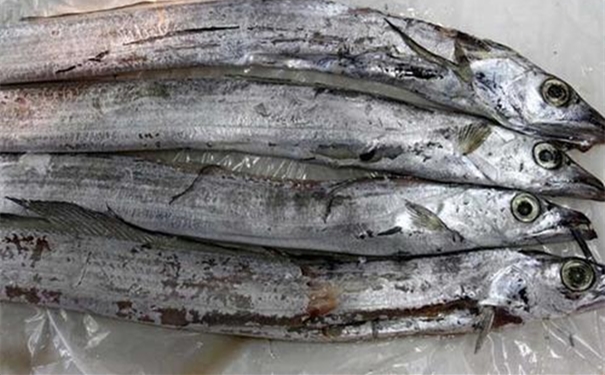 巴基斯坦沙帶魚(yú)進(jìn)口報(bào)關(guān)流程手續(xù)及時(shí)間 巴基斯坦沙帶魚(yú)進(jìn)口報(bào)關(guān)流程手續(xù)及時(shí)間