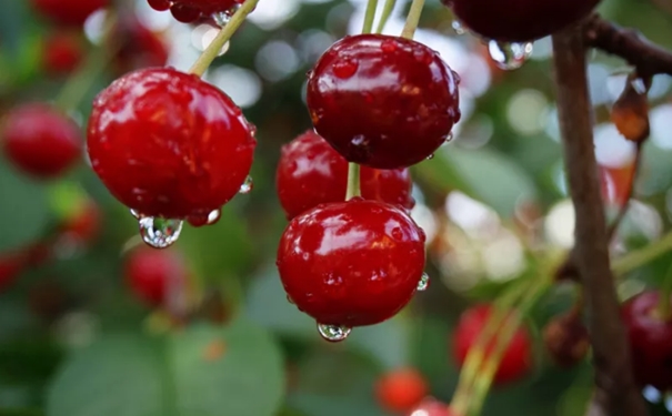 超詳細(xì)，車?yán)遄舆M(jìn)口報關(guān)所需的時間以及注意事項