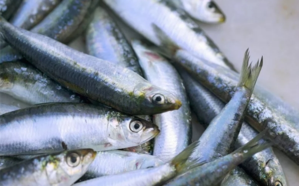 進(jìn)口海鮮清關(guān)攻略你知多少? 進(jìn)口海鮮清關(guān)攻略你知多少?