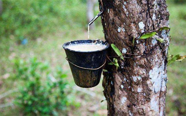 天津進(jìn)口橡膠報(bào)關(guān)需要什么單證 天津進(jìn)口橡膠報(bào)關(guān)需要什么單證