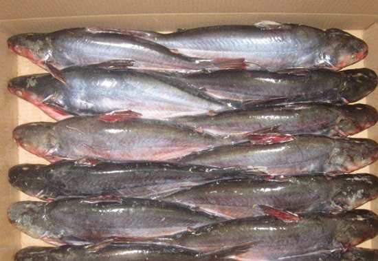 進(jìn)口越南巴沙魚報(bào)關(guān)這些手續(xù)你必須知道 進(jìn)口越南巴沙魚報(bào)關(guān)這些手續(xù)你必須知道