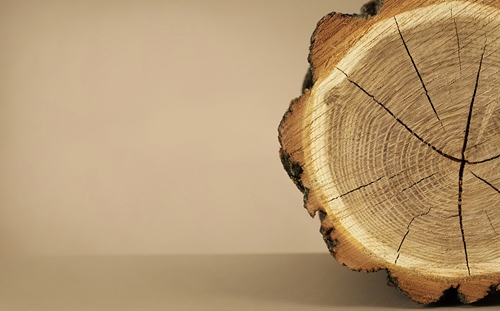 刺槐木材進(jìn)口清關(guān)代理流程分析 刺槐木材進(jìn)口清關(guān)代理流程分析