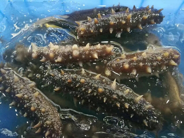 進口加拿大刺參清關上海代理公司重點難點