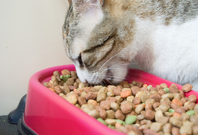 寵物食品進口報關(guān)行告訴你進口寵物食品報關(guān)小細節(jié) 寵物食品進口報關(guān)行告訴你進口寵物食品報關(guān)小細節(jié)