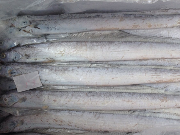 上海冷凍水產(chǎn)品進口清關(guān)代理公司 上海冷凍水產(chǎn)品進口清關(guān)代理公司