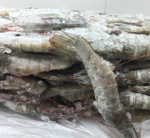 上海冷凍水產(chǎn)品進口清關(guān)代理公司 上海冷凍水產(chǎn)品進口清關(guān)代理公司