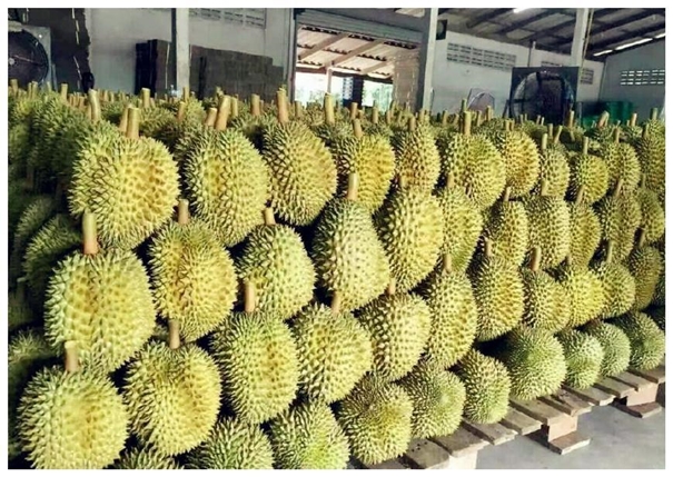 泰國榴蓮進(jìn)口清關(guān)一般貿(mào)易流程 泰國榴蓮進(jìn)口清關(guān)一般貿(mào)易流程