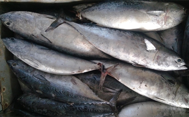 加拿大冷凍金槍魚進口報關(guān)要注意哪些事項 加拿大冷凍金槍魚進口報關(guān)要注意哪些事項