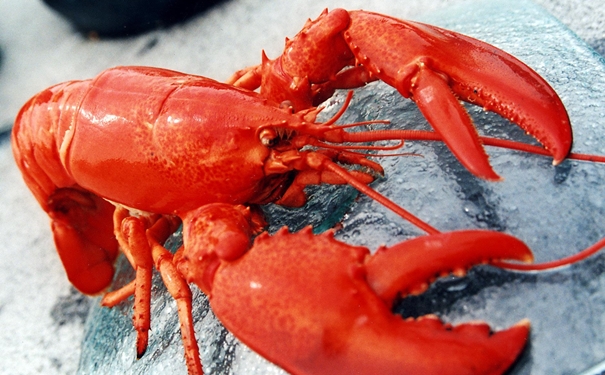 冷凍龍蝦進口清關(guān)的商檢查驗內(nèi)容有哪些 冷凍龍蝦進口清關(guān)的商檢查驗內(nèi)容有哪些