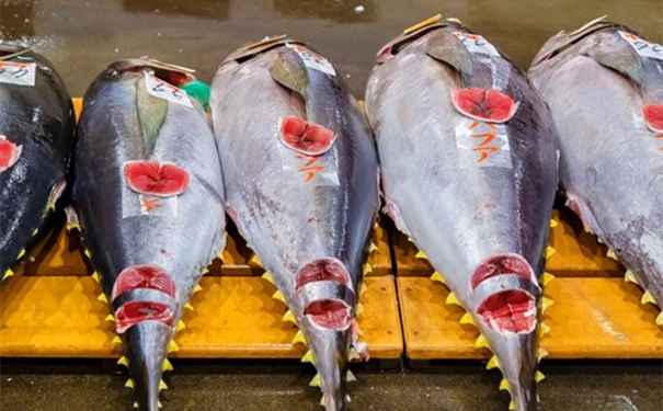 進口冰鮮金槍魚清關(guān)所需提供的資料 進口冰鮮金槍魚清關(guān)所需提供的資料