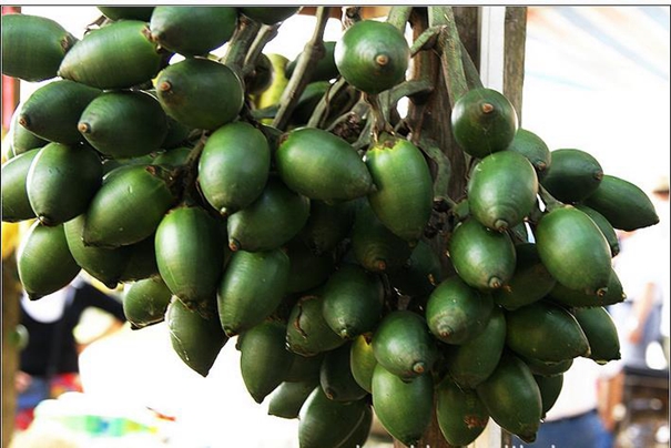 進口檳榔果報關(guān)代理的整體操作方案 進口檳榔果報關(guān)代理的整體操作方案