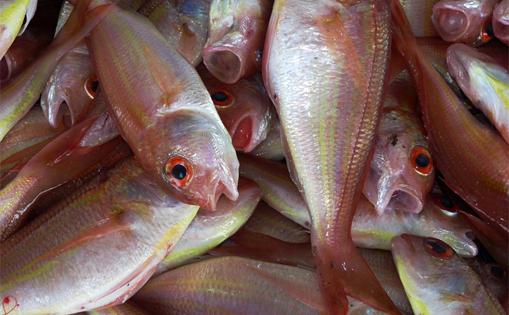 進(jìn)口海鮮清關(guān)代理所需資|廣東速達(dá)進(jìn)口清關(guān)代理公司 進(jìn)口海鮮清關(guān)代理所需資|廣東速達(dá)進(jìn)口清關(guān)代理公司