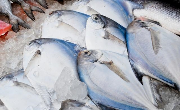 【進(jìn)口凍鯧魚(yú)清關(guān)代理】的流程，一般貿(mào)易進(jìn)口凍鯧魚(yú)