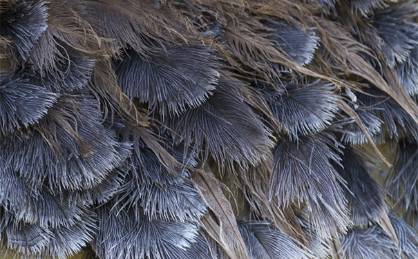 【進(jìn)口鴕鳥毛清關(guān)代理】的流程，一般貿(mào)易進(jìn)口鴕鳥毛