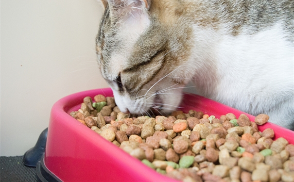 進(jìn)口寵物食品這樣做，寵物食品清關(guān)資料