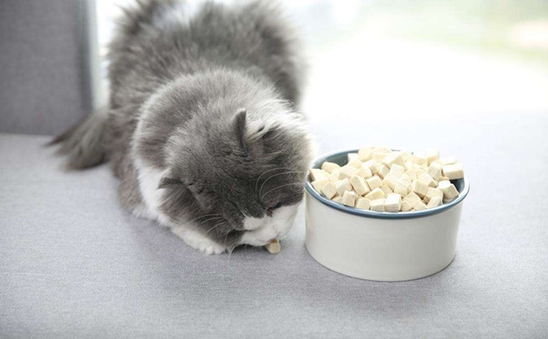 凍干寵物食品進(jìn)口報(bào)關(guān)的流程是怎樣的？