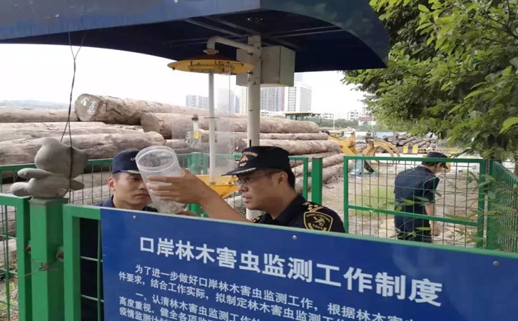 原木木材進(jìn)口報關(guān)代理操作流程以及報關(guān)時間 原木木材進(jìn)口報關(guān)代理操作流程以及報關(guān)時間