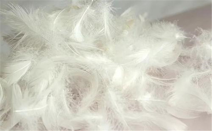 鵝毛進(jìn)口報(bào)關(guān)關(guān)稅以及進(jìn)口鵝毛放行的幾個(gè)步驟 鵝毛進(jìn)口報(bào)關(guān)關(guān)稅以及進(jìn)口鵝毛放行的幾個(gè)步驟