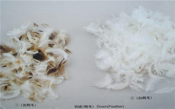 上海港鴨毛進(jìn)口報(bào)關(guān)單證資料|進(jìn)口鴨毛代理公司 上海港鴨毛進(jìn)口報(bào)關(guān)單證資料|進(jìn)口鴨毛代理公司