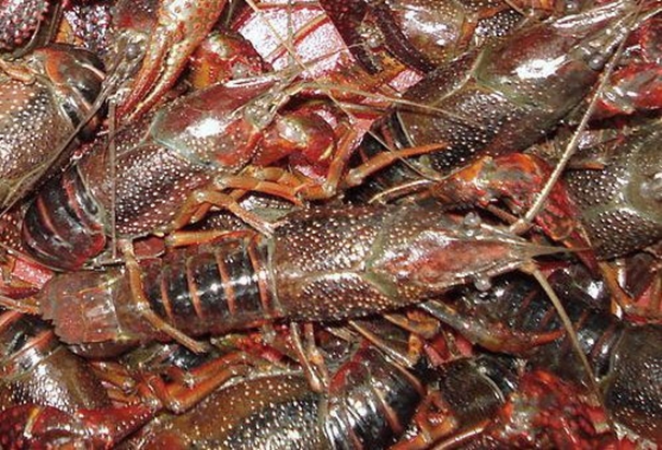 上海進口活龍蝦報關(guān)需要提前做什么準備 上海進口活龍蝦報關(guān)需要提前做什么準備