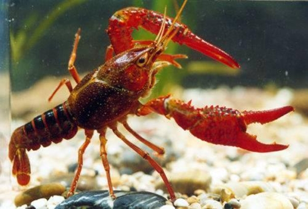 上海進口活龍蝦報關(guān)需要提前做什么準備 上海進口活龍蝦報關(guān)需要提前做什么準備