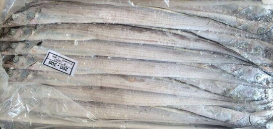 淺談巴基斯坦白帶魚/沙帶魚進(jìn)口報(bào)關(guān)清關(guān)流程資料以及稅率 淺談巴基斯坦白帶魚/沙帶魚進(jìn)口報(bào)關(guān)清關(guān)流程資料以及稅率