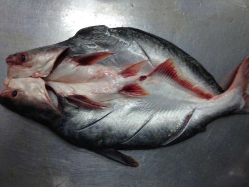 越南巴沙魚(yú)進(jìn)口報(bào)關(guān)代理流程手續(xù)以及費(fèi)用 越南巴沙魚(yú)進(jìn)口報(bào)關(guān)代理流程手續(xù)以及費(fèi)用