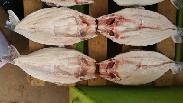 越南巴沙魚(yú)進(jìn)口報(bào)關(guān)重點(diǎn)難點(diǎn) 越南巴沙魚(yú)進(jìn)口報(bào)關(guān)重點(diǎn)難點(diǎn)