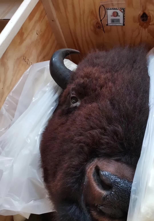 動(dòng)物標(biāo)本進(jìn)口報(bào)關(guān)代理注意事項(xiàng) 動(dòng)物標(biāo)本進(jìn)口報(bào)關(guān)代理注意事項(xiàng)