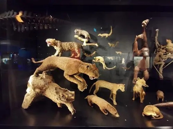 廣州動物標(biāo)本進(jìn)口清關(guān)公司帶你了解標(biāo)本進(jìn)口 廣州動物標(biāo)本進(jìn)口清關(guān)公司帶你了解標(biāo)本進(jìn)口