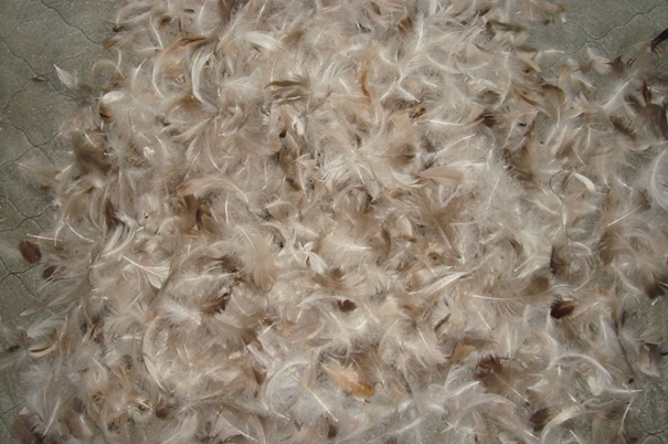 越南鴨毛進(jìn)口報(bào)關(guān)沒有你想象得那么復(fù)雜 越南鴨毛進(jìn)口報(bào)關(guān)沒有你想象得那么復(fù)雜