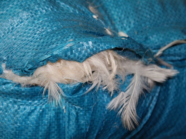 越南鴨毛進(jìn)口報(bào)關(guān)沒有你想象得那么復(fù)雜 越南鴨毛進(jìn)口報(bào)關(guān)沒有你想象得那么復(fù)雜