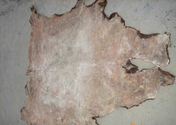 牛皮進(jìn)口報(bào)關(guān)清關(guān)查驗(yàn)注意事項(xiàng) 牛皮進(jìn)口報(bào)關(guān)清關(guān)查驗(yàn)注意事項(xiàng)