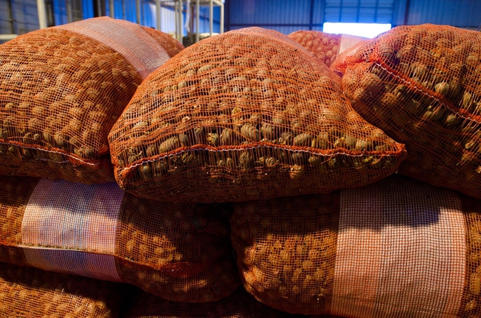 碧根果進(jìn)口報(bào)關(guān)一般貿(mào)易流程 碧根果進(jìn)口報(bào)關(guān)一般貿(mào)易流程