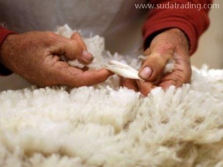 羊毛東莞虎門港進(jìn)口報(bào)關(guān)有這幾點(diǎn)注意事項(xiàng)要清楚！