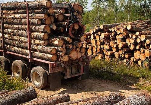 進(jìn)口木材報(bào)關(guān)要提交哪些單證？看這里！