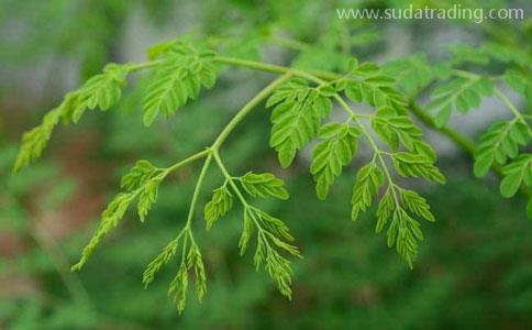 印度辣木葉一般貿(mào)易流程|東莞進口報關代理公司 印度辣木葉一般貿(mào)易流程|東莞進口報關代理公司