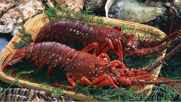 想進(jìn)口水產(chǎn)品？這里有詳解哦