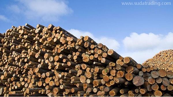 木材進(jìn)口報(bào)關(guān)攻略，你想知道的都在這里！