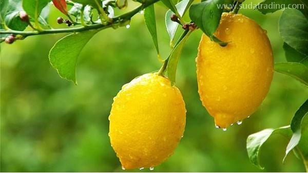 水果進(jìn)口報(bào)關(guān)，一文看懂水果進(jìn)口細(xì)節(jié)