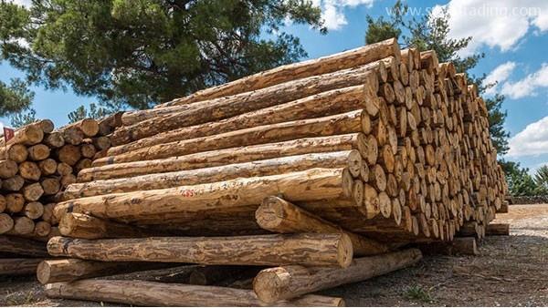 木材進(jìn)口需要哪些報(bào)關(guān)流程，你知道么？